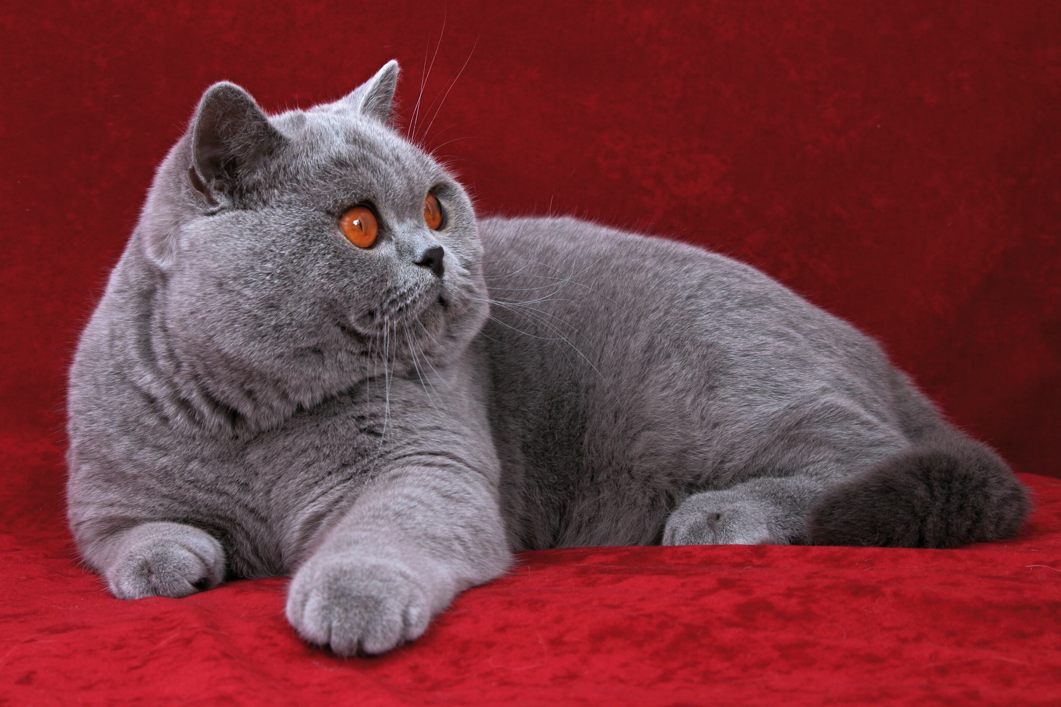 Red british shorthair store cat