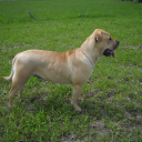 Majorca Mastiff