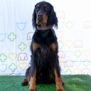 Gordon Setter