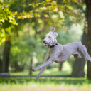 Weimaraner