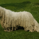 Komondor