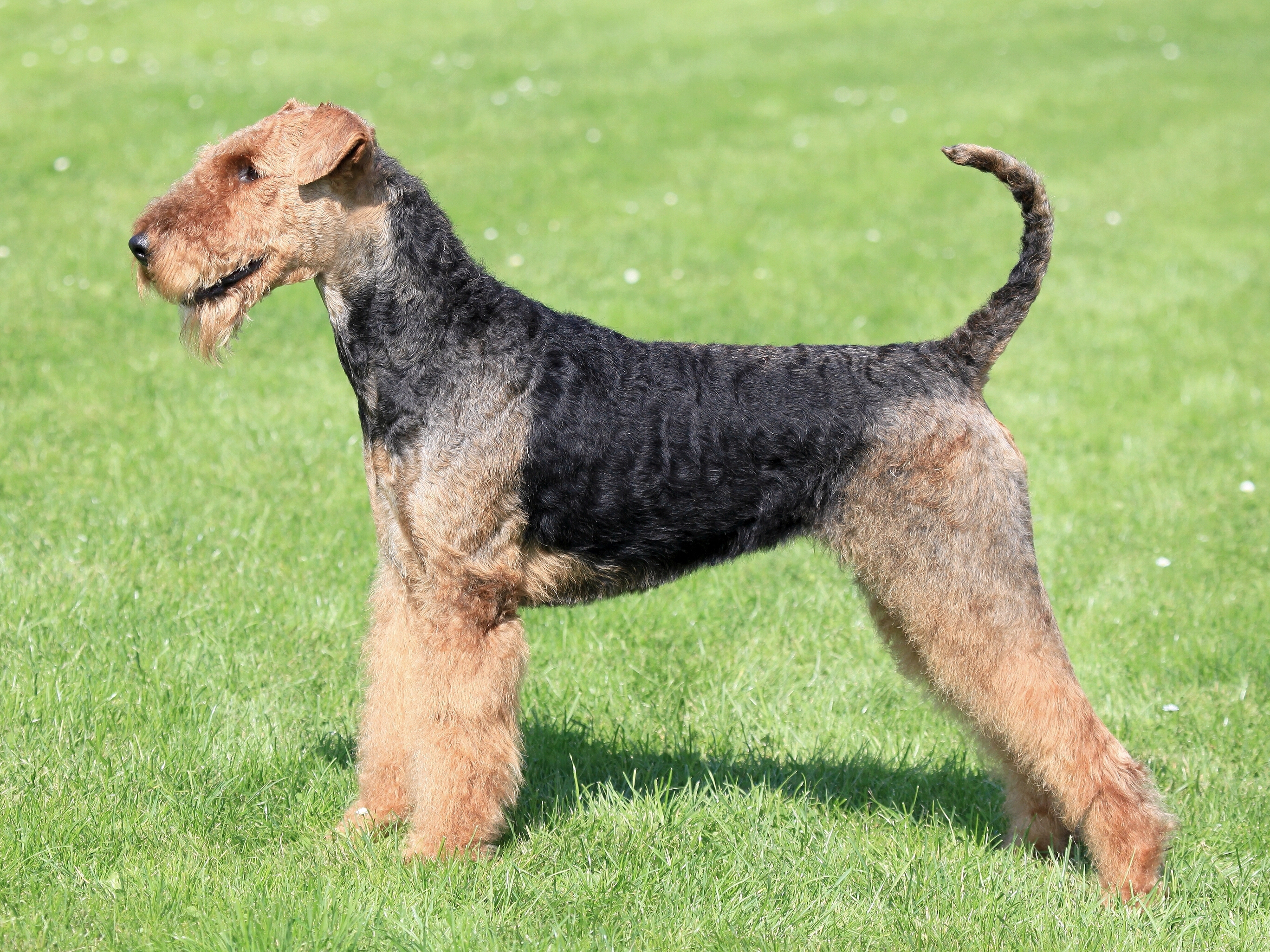 Gray discount airedale terrier