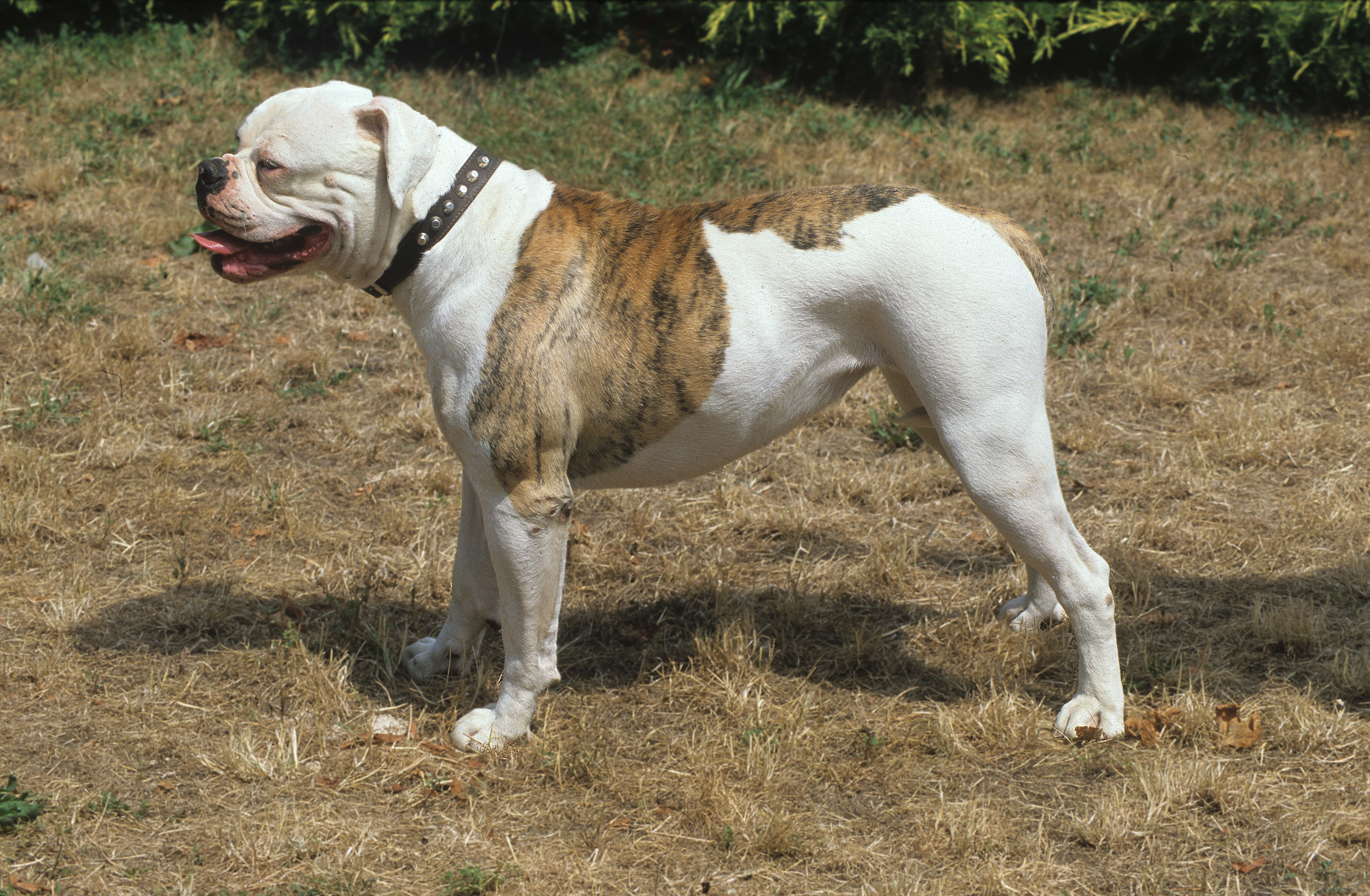 Short legged hot sale american bulldog