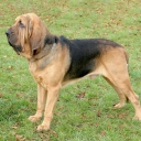 Bloodhound