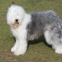 Old English sheepdog