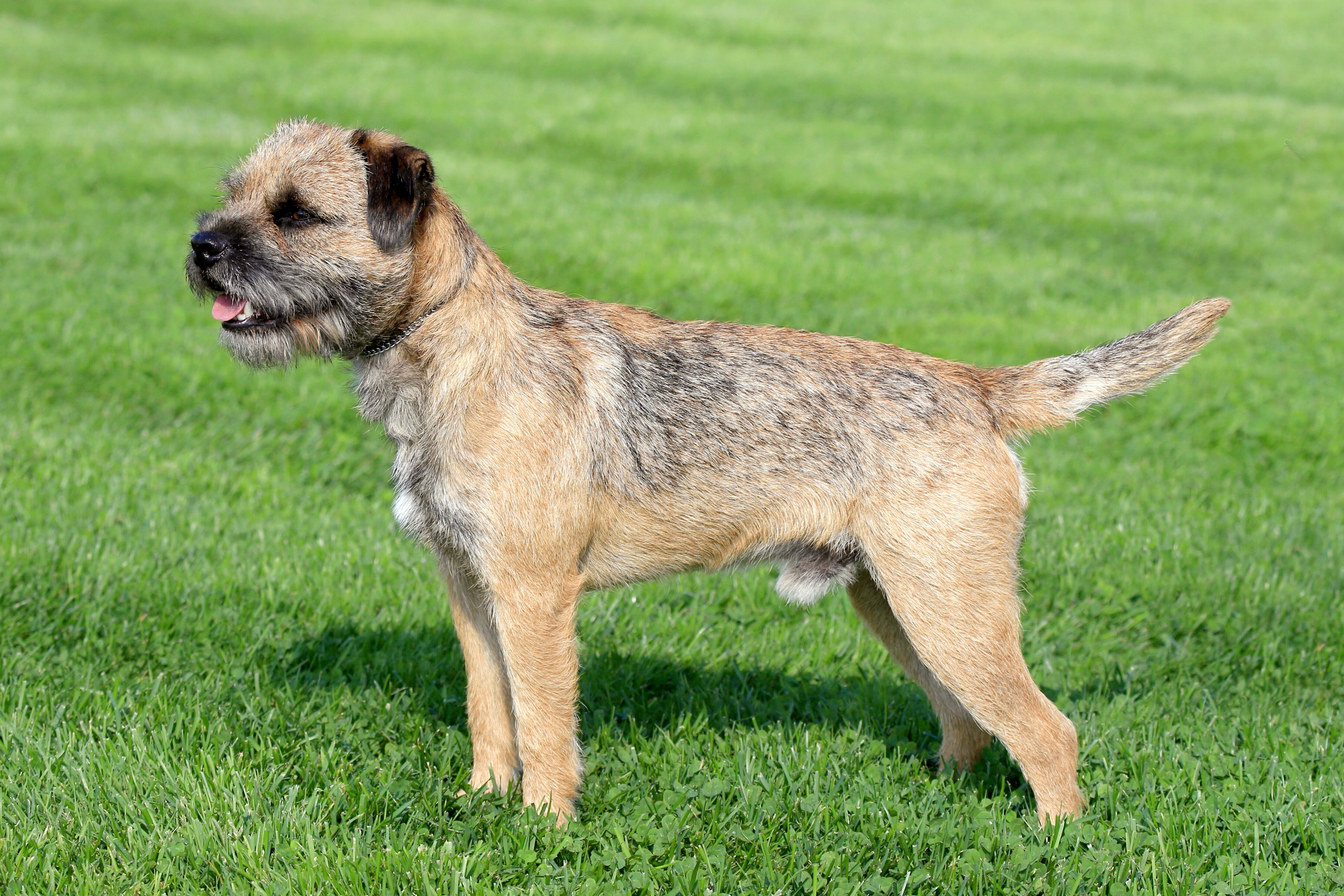 Border terrier hot sale hunting