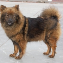 Eurasier