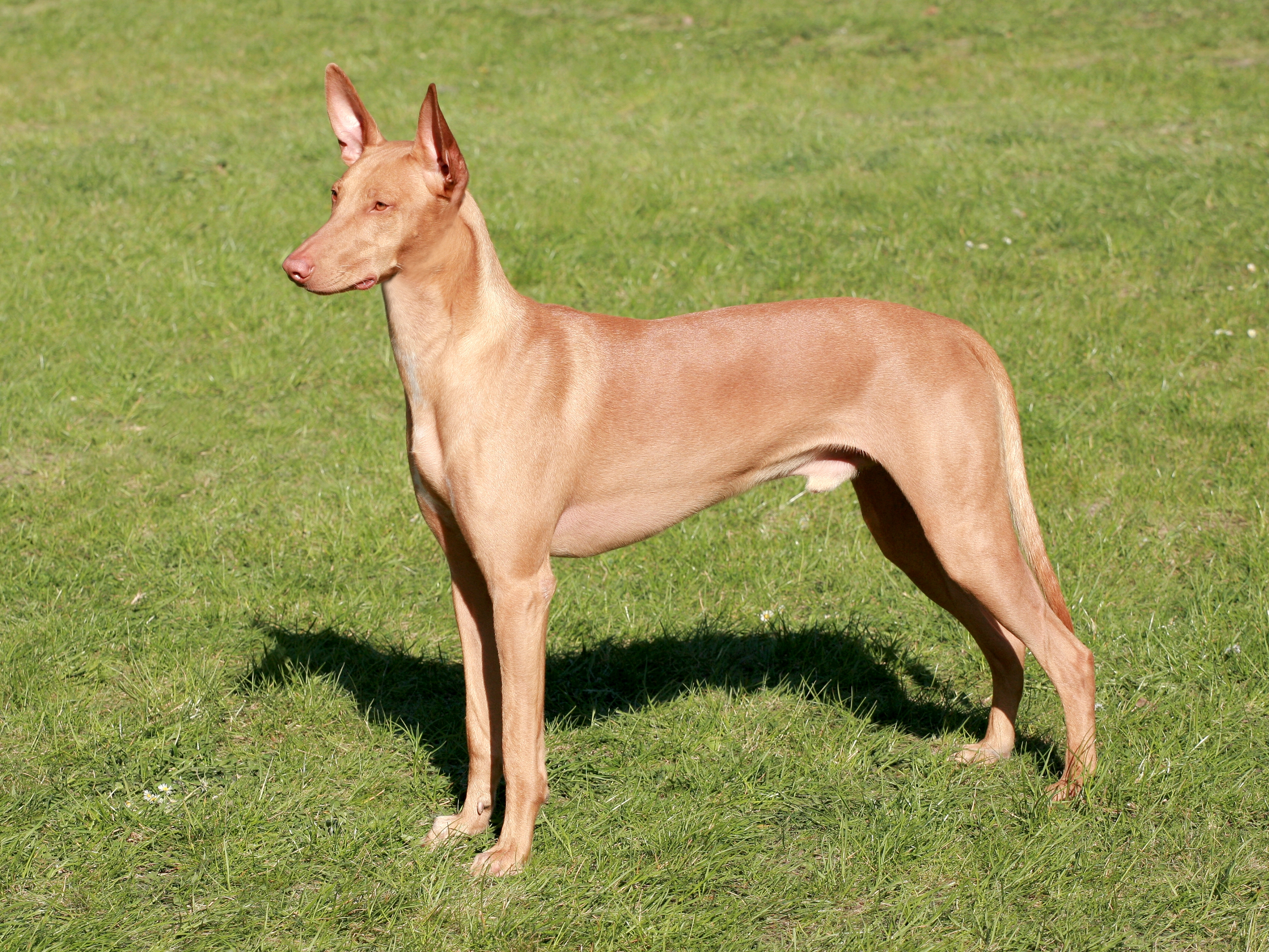 Pharaoh Hound Dogs