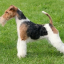 Fox Terrier Wire