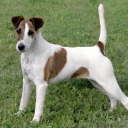 Fox Terrier Smooth