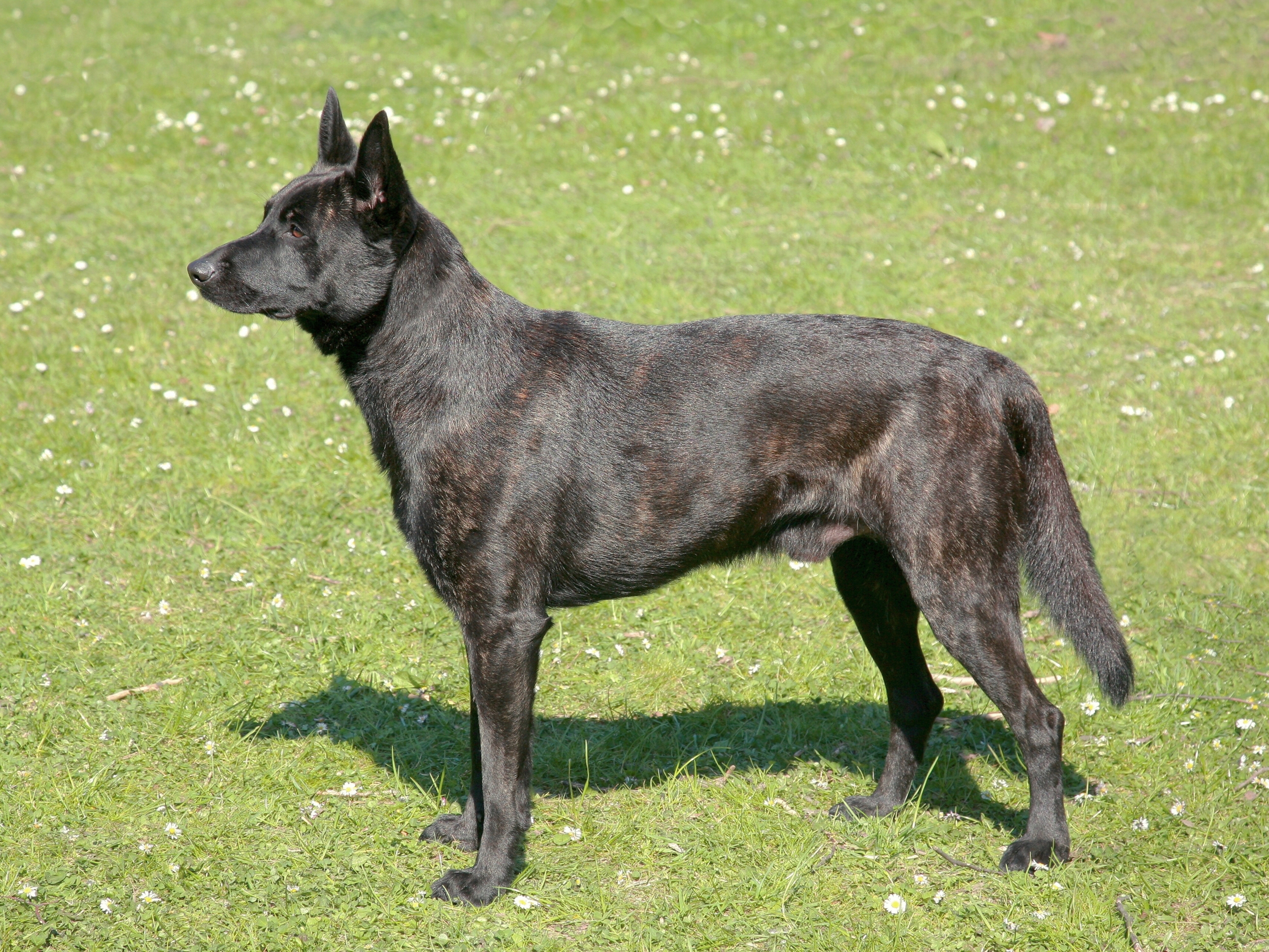 Dutch shepherd hot sale long hair