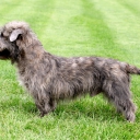 Irish Glen of Imaal Terrier