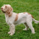 Spinone Italiano