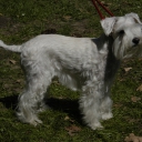 Miniature Schnauzer