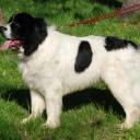 Landseer (Euro-continental type)