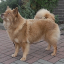 Finnish Lapphund (Suomenlapinkoira)