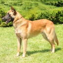 Belgický ovčák - Malinois