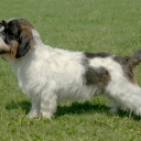 Petit Basset Griffon Vendeen