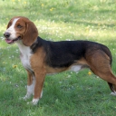 Westphalian Dachsbracke