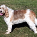 Otterhound