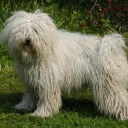 Puli