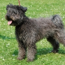 Pumi