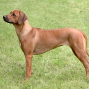 Rhodesian Ridgeback