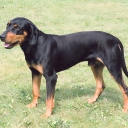 Hungarian Hound - Transylvanian Scent Hound