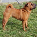 Shar-Pei (Sharpei)