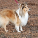 Shetland Sheepdog