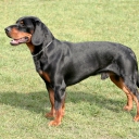 Slovakian Hound