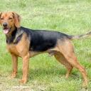 Serbian Hound