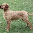 Westphalian Dachsbracke