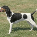 Swiss Hound - Bernese Hound