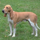 Swiss Hound - Schwyz Hound