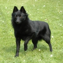 Schipperke